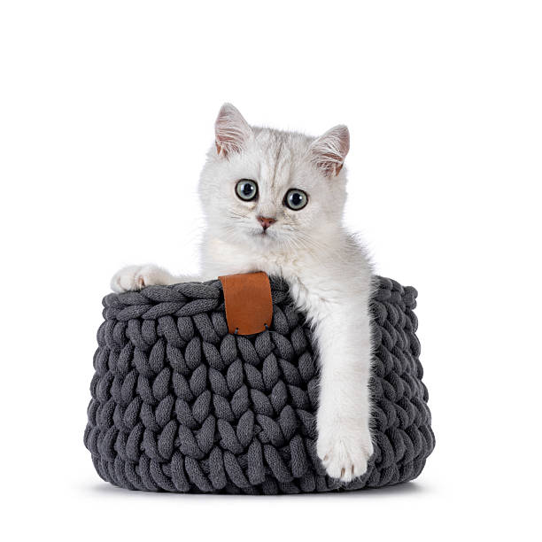 Миски, лежаки, игрушки